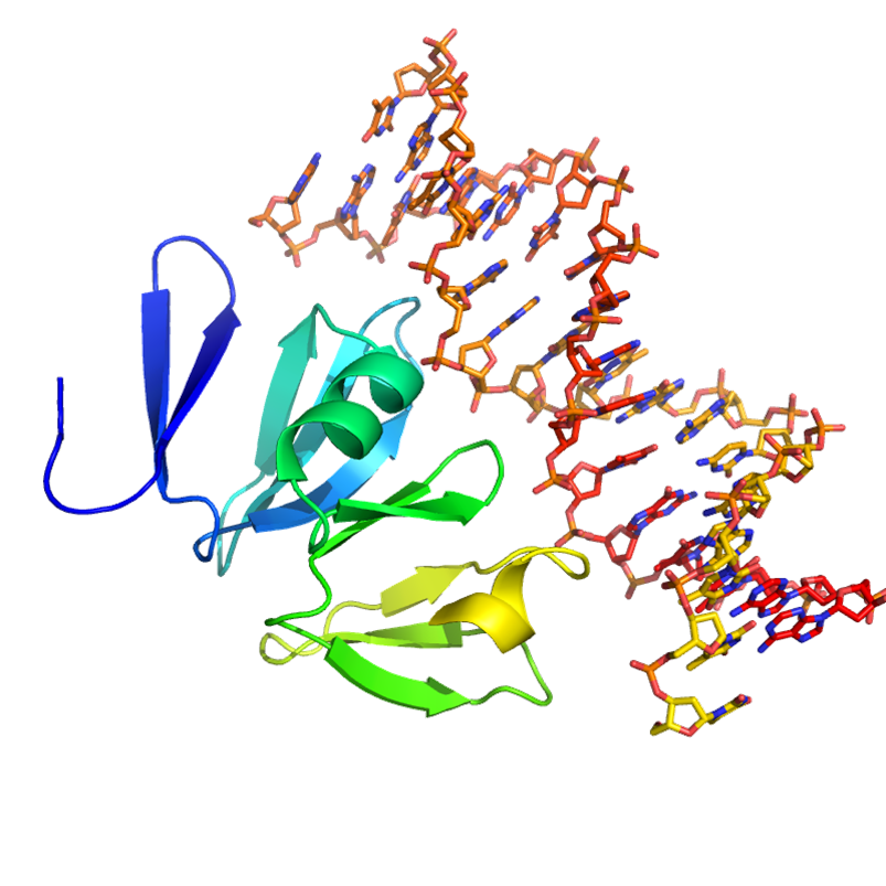 Targeting DNA-binding Proteins